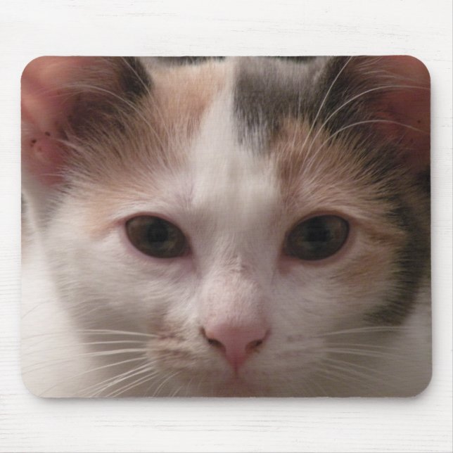 Calico kitten mousepad (Front)