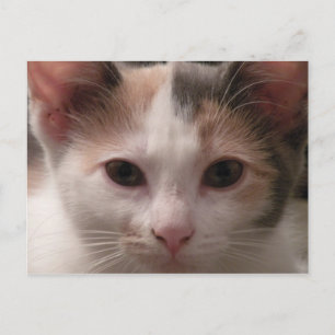 Calico kitten postcard