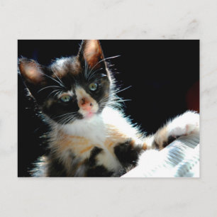 Calico Kitten Postcard