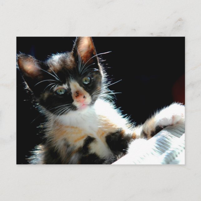 Calico Kitten Postcard (Front)