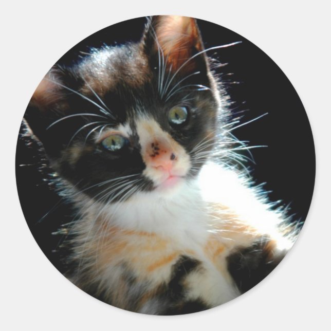 Calico Kitten Sticker (Front)