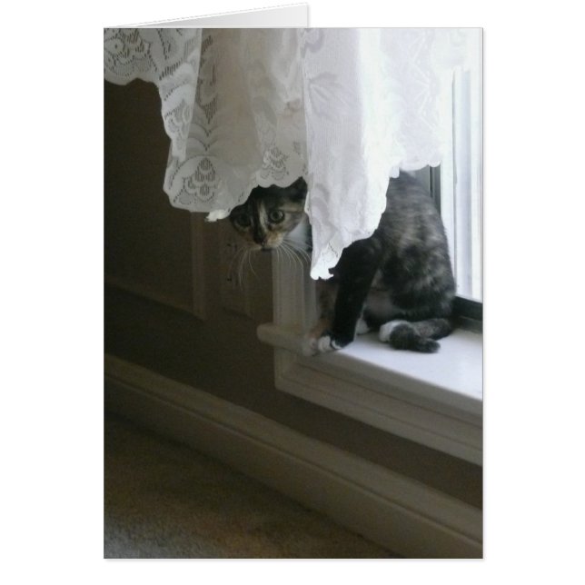 Calico Kitty on the Window Sill, peek-a-boo! (Front)