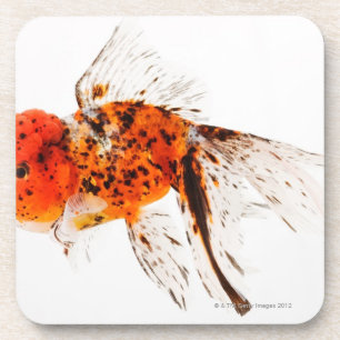 Calico lionhead goldfish (Carassius auratus). Coaster