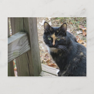 Calico On Steps Postcard
