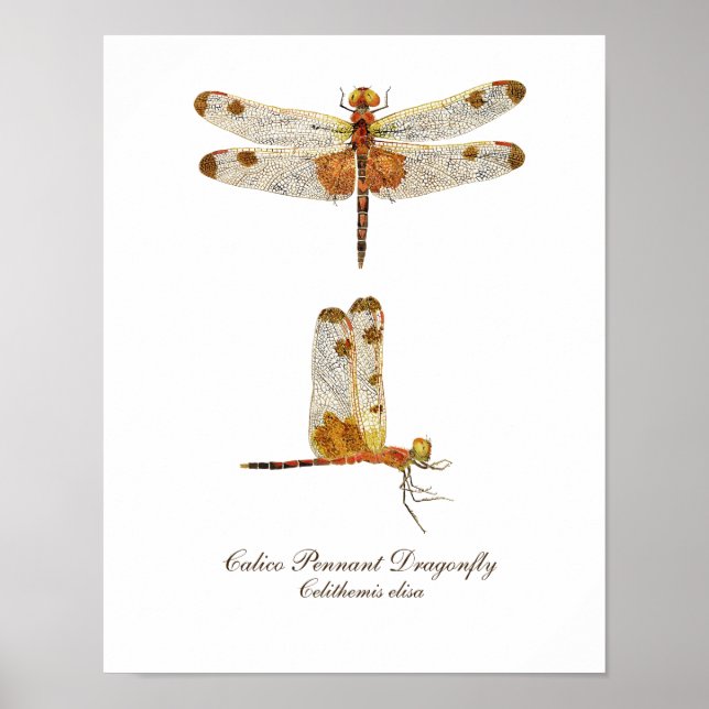 Calico Pennant Dragonfly Art Poster (Front)
