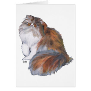 Calico Persian Cat