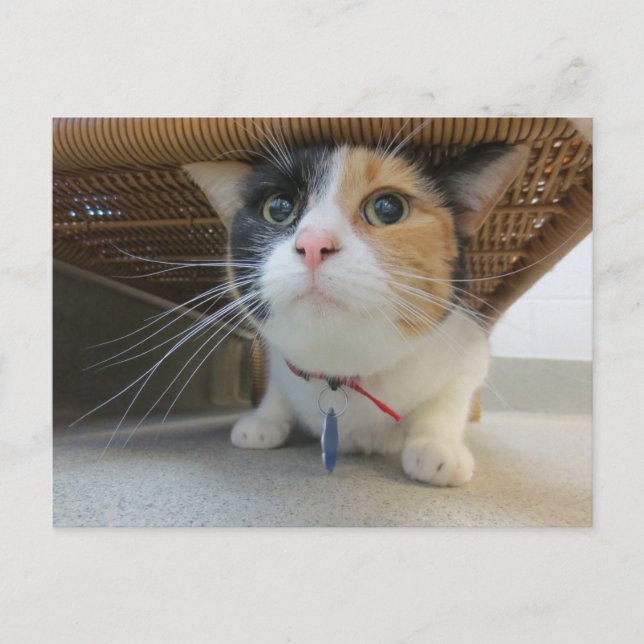 Calico Postcard (Front)