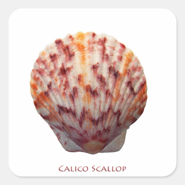 Calico Scallop Shell Square Sticker (Front)