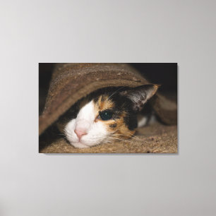 Calico Taco Canvas Print
