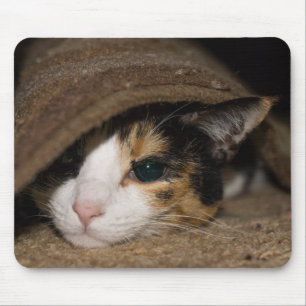 Calico Taco Mouse Pad
