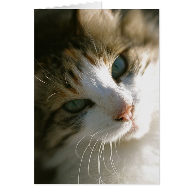 Calico Tiger Cat (Front)