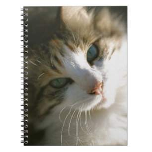 Calico Tiger Kitty Notebook