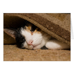 Calico Under The Rug