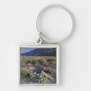 Califorinia, Anza-Borrego Desert SP, Sand Key Ring