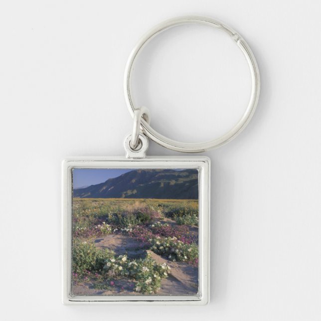 Califorinia, Anza-Borrego Desert SP, Sand Key Ring (Front)