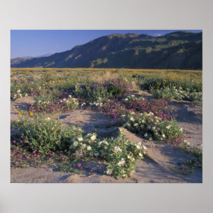 Califorinia, Anza-Borrego Desert SP, Sand Poster