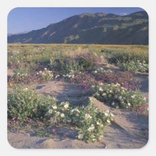 Califorinia, Anza-Borrego Desert SP, Sand Square Sticker