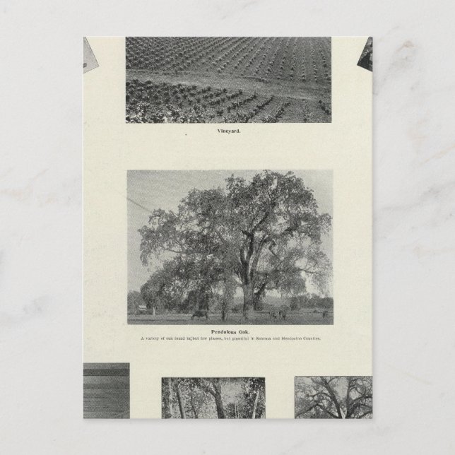 California 4 postcard (Front)