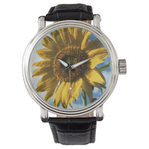 California, A Mammoth Sunflower (Helianthus) 2 Watch