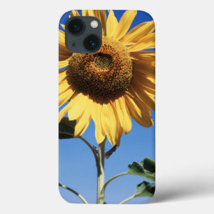 California, A Mammoth Sunflower (Helianthus) 3 iPhone 13 Case