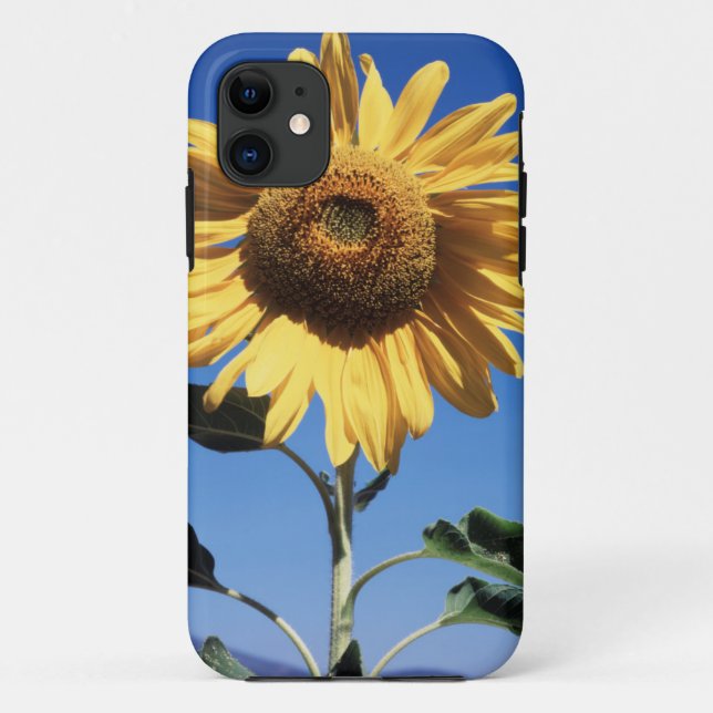 California, A Mammoth Sunflower (Helianthus) 3 Case-Mate iPhone Case (Back)