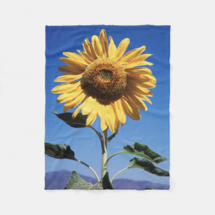 California, A Mammoth Sunflower (Helianthus) 3 Fleece Blanket
