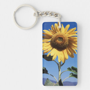 California, A Mammoth Sunflower (Helianthus) 3 Key Ring