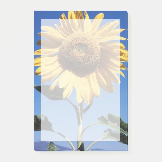 California, A Mammoth Sunflower (Helianthus) 3 Post-it Notes (Front)