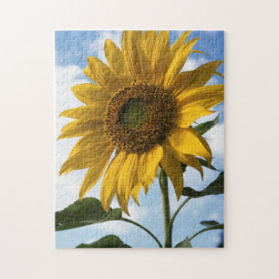 California, A Mammoth Sunflower (Helianthus) 4 Jigsaw Puzzle