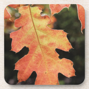 California, An autumn coloured Oak leaf Coaster