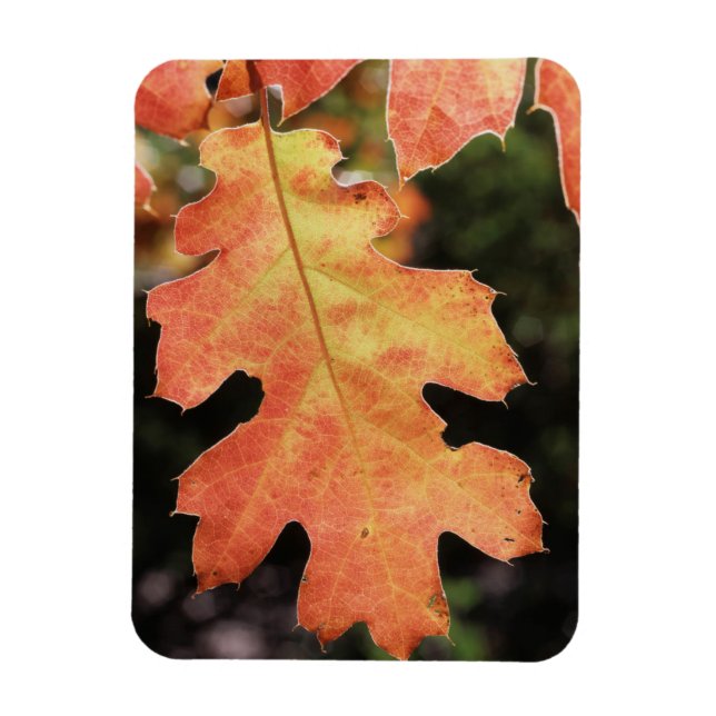 California, An autumn coloured Oak leaf Magnet (Vertical)