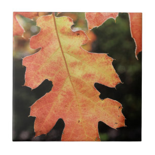 California, An autumn coloured Oak leaf Tile