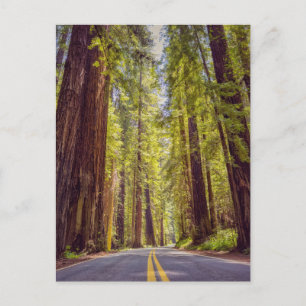 California Avenue of the Giants Postcard