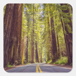 California Avenue of the Giants  Square Sticker
