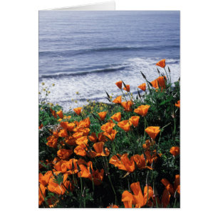 California, Big Sur Coast, California Poppy