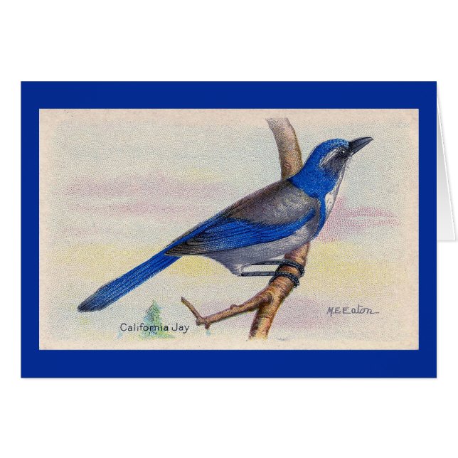California Blue Jay Bird Thank You Card (Front Horizontal)