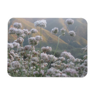 California Buckwheat Magnet