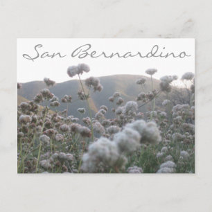California Buckwheat Postcard