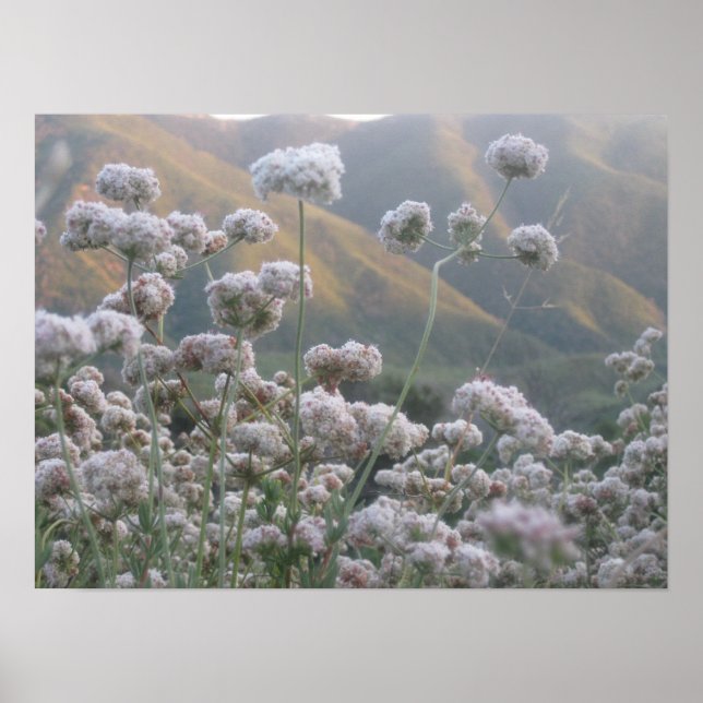 California Buckwheat Poster (Front)
