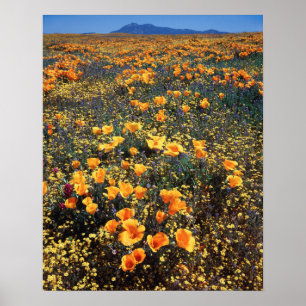 California, Cleveland National Forest Poster