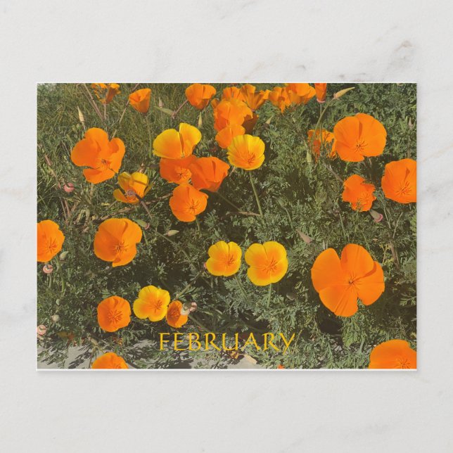 CALIFORNIA COLOR CELEBRATION: FEBRUARY POSTCARD (Front)