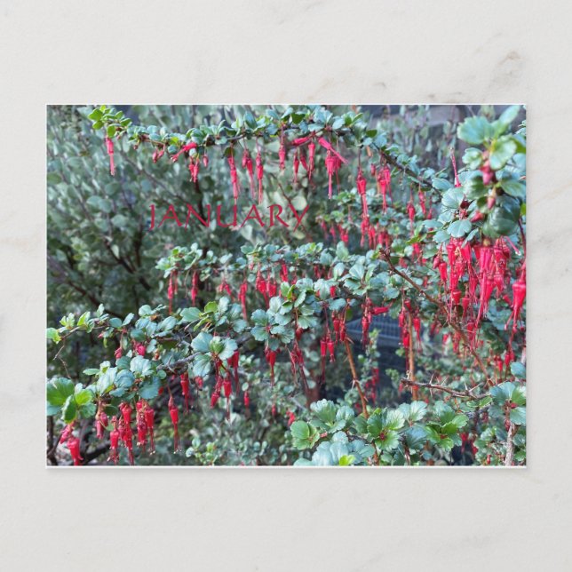 CALIFORNIA COLOR CELEBRATION:JANUARY POSTCARD (Front)