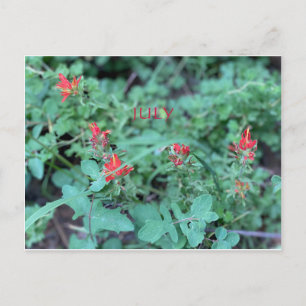 CALIFORNIA COLOR CELEBRATION: JULY POSTCARD