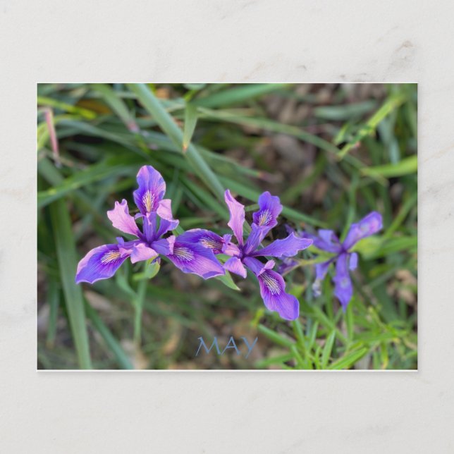 CALIFORNIA COLOR CELEBRATION: MAY POSTCARD (Front)