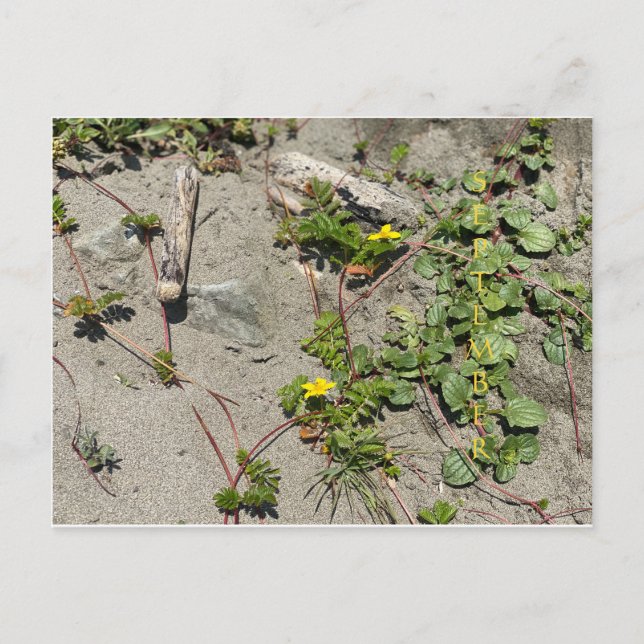 CALIFORNIA COLOR CELEBRATION: September Postcard (Front)