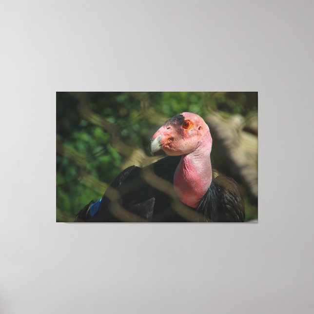 California Condor Canvas Print (Front)