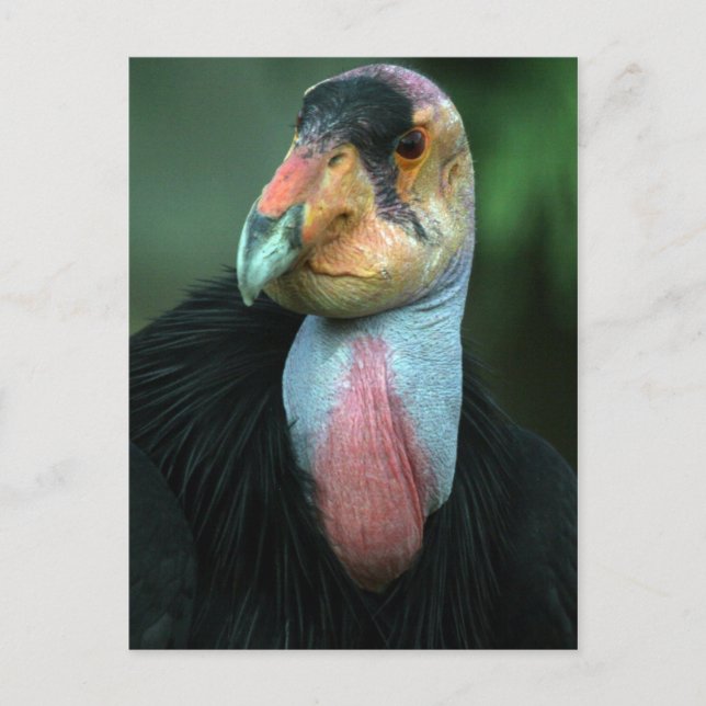 California Condor Postcard (Front)