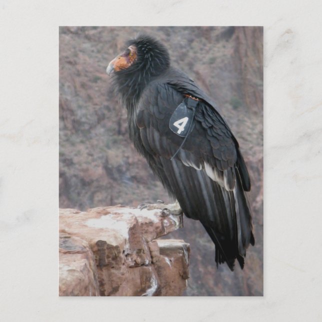 California Condor Postcard (Front)