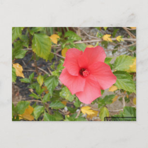 CALIFORNIA DESERT FLOWER #1 POSTCARD
