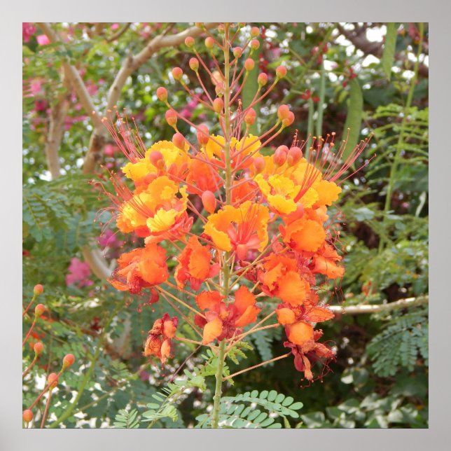 CALIFORNIA DESERT FLOWER #1 POSTER (Front)